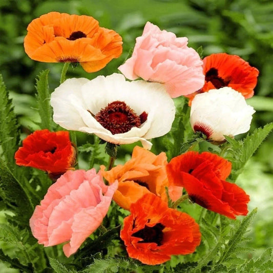 Oriental Poppy Seeds - 200+ Mixed Colors - Papaver orientale - Garden Planting, USA, Non-GMO