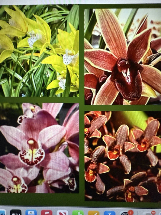 Cymbidium Orchid Seedling Bare Root - Choose from 8 Varieties - Ideal for Home or Garden - Cymbidium spp.