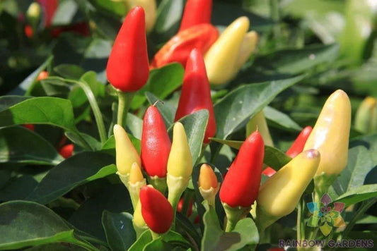 Prairie Fire Hot Pepper Seeds - 25+ Pack for Garden Planting - Capsicum annuum - USA Grown, Free Shipping