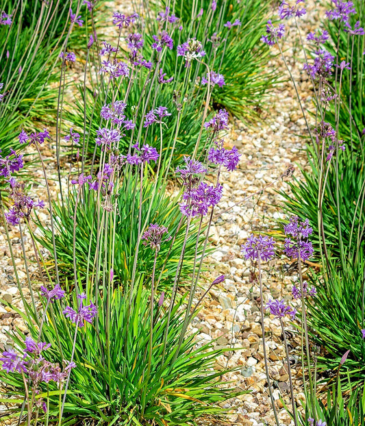 Society Garlic Seeds | 50 Count | Ornamental Edible Perennial Flowers | Tulbaghia violacea