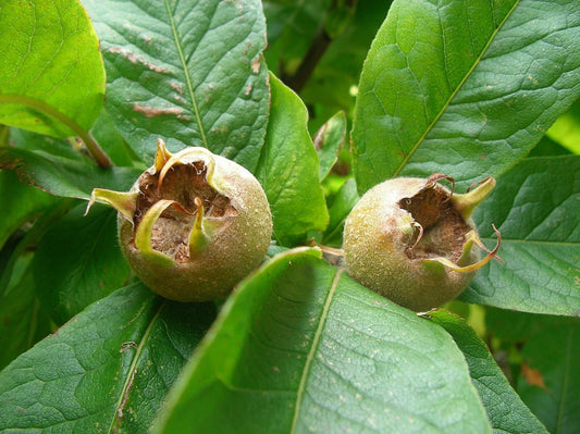 Showy Mespilus Seeds, 10 Count, Medlar Fruit (Mespilus germanica), Heirloom Edible Plant