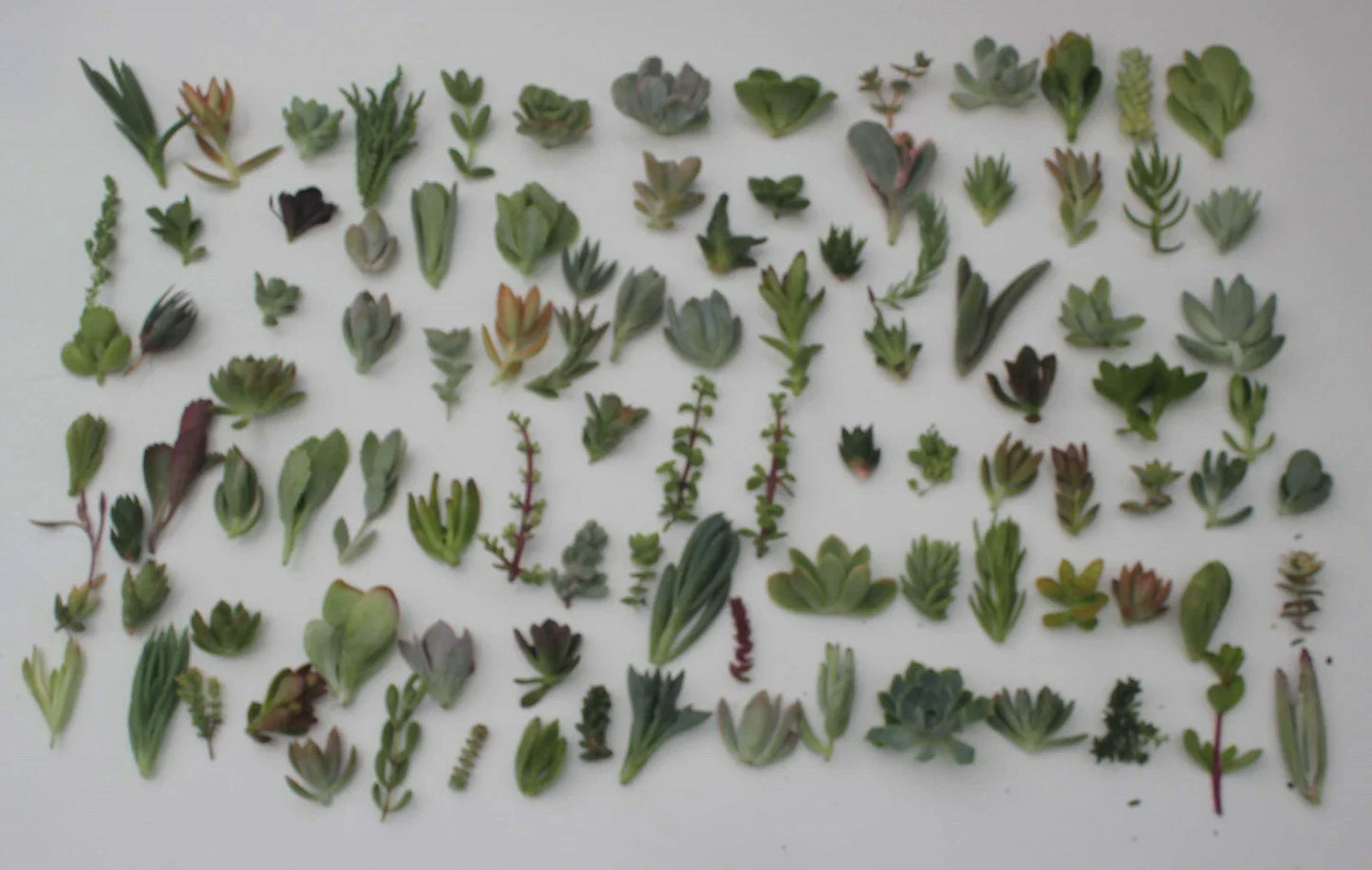 Succulent Cuttings Collection - 30 Unique Varieties - Live Plant Cuttings for Propagation - Ideal for Indoor Gardening