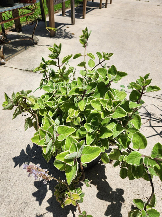Variegated Cuban Oregano Cutting - Fresh Unrooted Herb - Plectranthus amboinicus