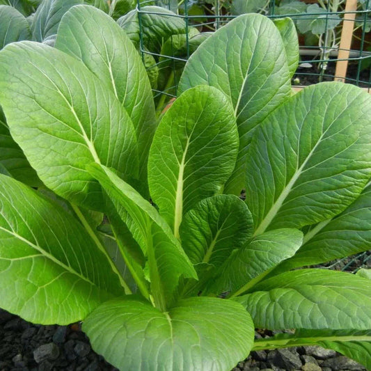 Komatsuna Mustard Spinach Seeds - 500+ Count - Asian Green (Brassica rapa) for 2025 Planting, USA Grown