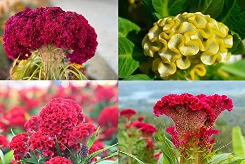 Cockscomb Seeds, Mixed Colors, Celosia Argentea, Flower Seeds for Garden, USA Made, Vibrant Annual Blooms