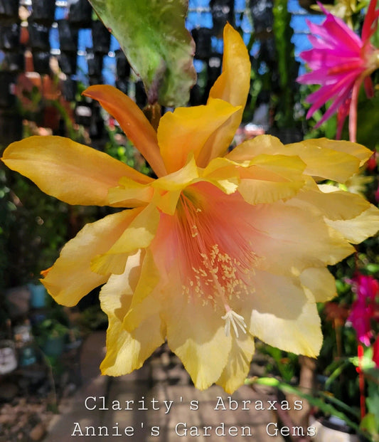Epiphyllum Clarity's Abraxas Orchid Cactus 4 Inch Pot - Well Rooted, Vibrant Color, Unique Houseplant