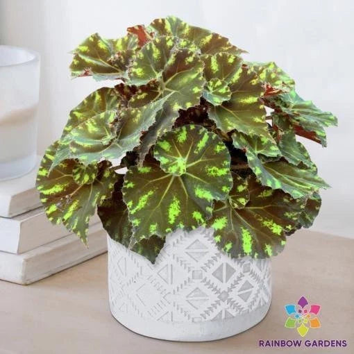 Neon Splash Begonia Seeds - 25+ Pack for Garden Planting - Begonia 'Neon Splash' - USA Grown