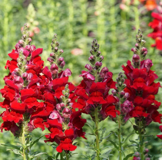 Snapdragon Cut Flowers, Defiance Red, Attracts Hummingbirds, Non-GMO, 2000 Seeds, Antirrhinum majus