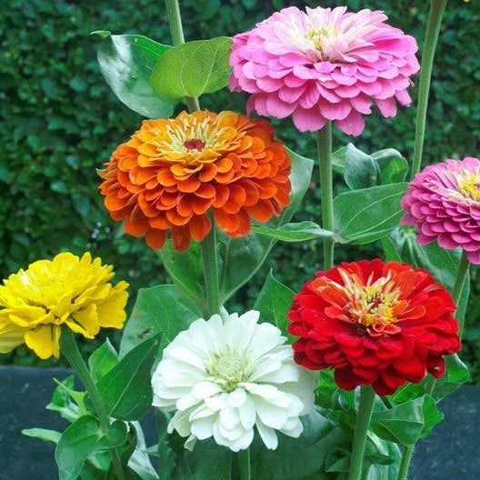 Zinnia Seeds - Dahlia Flowered Mix - Hummingbird & Pollinator Friendly - Non-GMO - 200 Seeds - Zinnia elegans