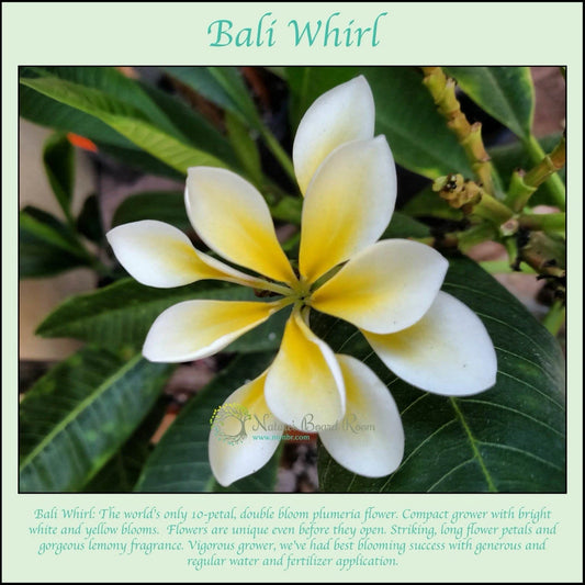 Rooted Plumeria Plant Cutting - Bali Whirl 10-Petal - Fragrant Flowering Plant - Plumeria spp.