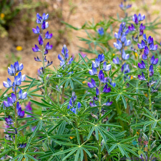 Blue Annual Lupine Seeds - 25+ Pack - Lupinus Nootkatensis - Garden Planting - USA