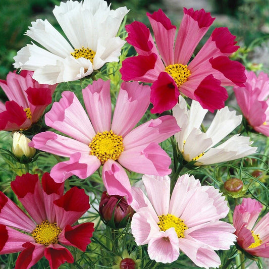 Cosmos Seahells Seeds 50 Pack - Fresh Annual Flowers for 2025 Season - Cosmos bipinnatus