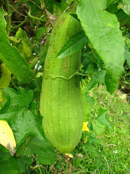 Luffa Gourd Seeds 10 Ct Heirloom Non-GMO Sponge Vegetable (Luffa aegyptiaca) - USA Grown, Free Shipping
