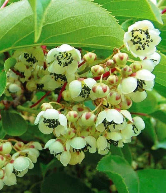 Kiwi Plant Starter - Live Rooted Male Pollinator, Actinidia deliciosa, Zones 3-9