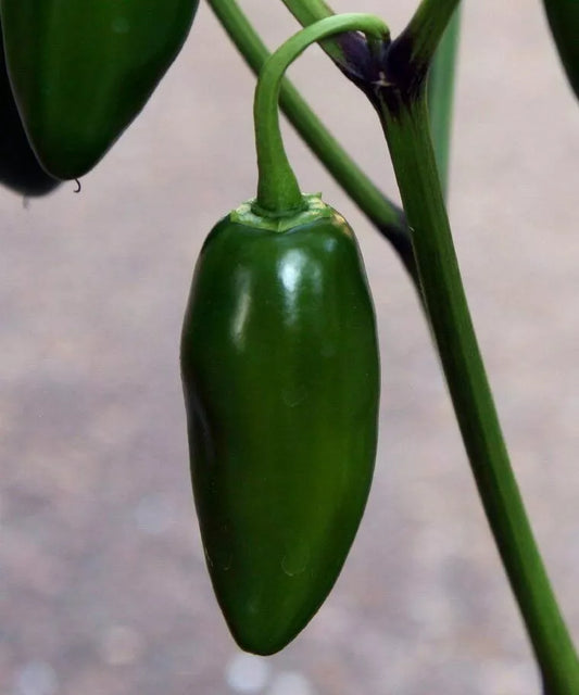 Early Jalapeno Pepper Seeds 50+ Hot Spicy Vegetable Garden Plant Capsicum annuum for Mexican Cuisine