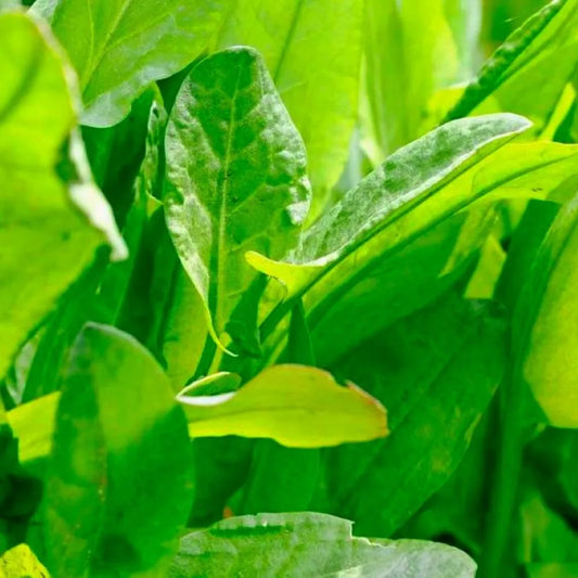 Large Leaf Sorrel Herb Seeds | NON-GMO Heirloom | Fresh Culinary Herb Seeds | Rumex acetosa