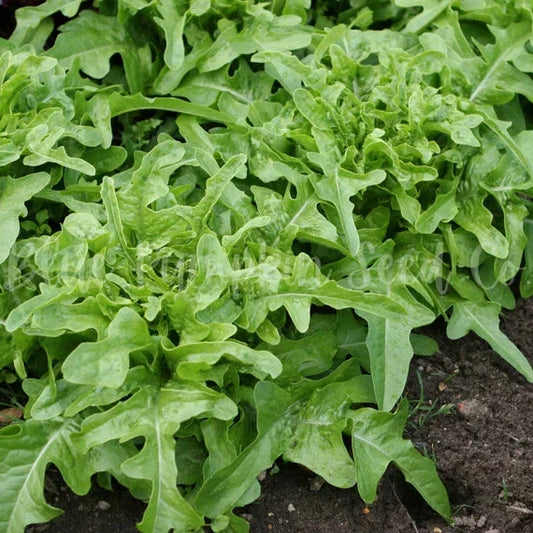 Oak Leaf Lettuce Seeds - Green, Heirloom, Non-GMO - 500, 1000, 5000 Seeds (Lactuca sativa 'Oakleaf')