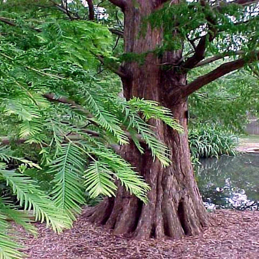 Dawn Redwood Tree Seeds - Fast Hardy Bonsai - Metasequoia glyptostroboides - Ideal for Gardening and Landscaping