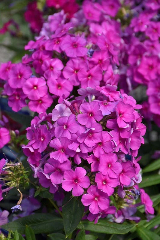 Purple Flame Phlox Seeds - 100+ Count - Vibrant Purple Flowers - Phlox paniculata - Garden Planting, USA