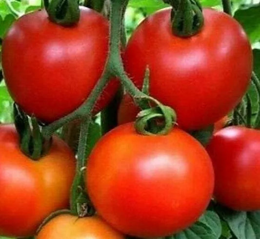 Moneymaker Tomato Seeds 100+ Indeterminate Variety for Vegetable Garden, Solanum lycopersicum, Free Shipping