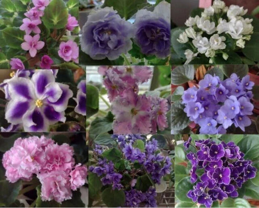 African Violet Leaf Box - 10 Named Varieties - Standards & Trailers - Variegated - Saintpaulia Species