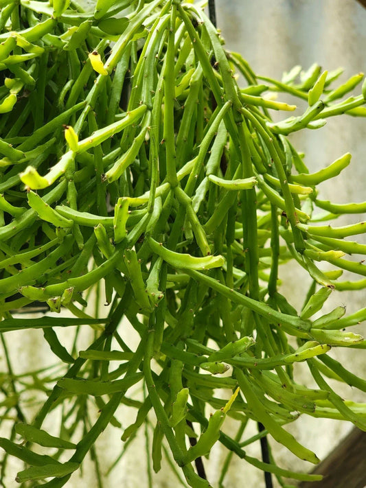 Mistletoe Cactus Plant - Rhipsalis ewaldiana - Rare Jungle Cactus - Unique Houseplant for Home Decor
