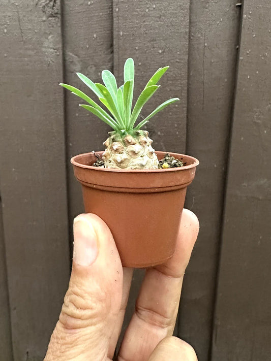 Euphorbia 'Cocklebur' Starter Plant - 1 3/4 Inch Pot - Euphorbia × japonica - Drought Tolerant Succulent