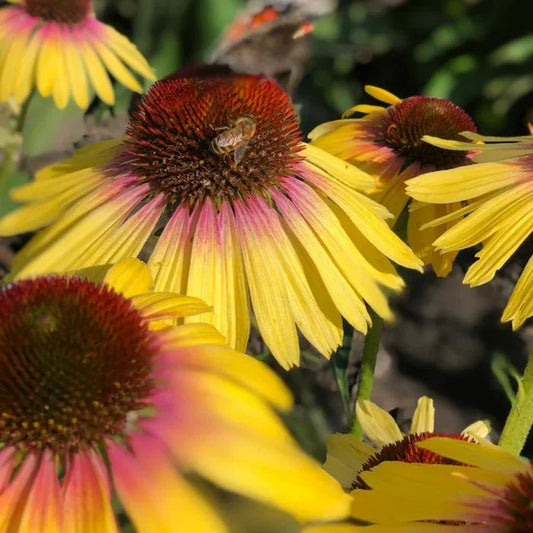 Echinacea Butterfly™ Yellow Rainbow Marcella - Live Starter Coneflower Plant - Perennial Flower for Gardens
