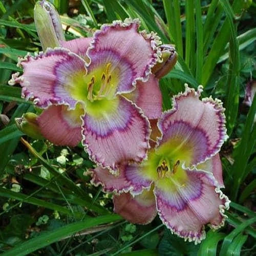 Daylily Live Plant - Tides Roll In - Beautiful SF Variety - Hemerocallis