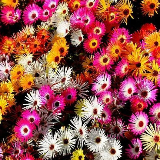 Daisy Ice Plant Livingstone Mix Dwarf 5" Groundcover Seeds - Drought Tolerant 2000 Seeds (Delosperma spp.)