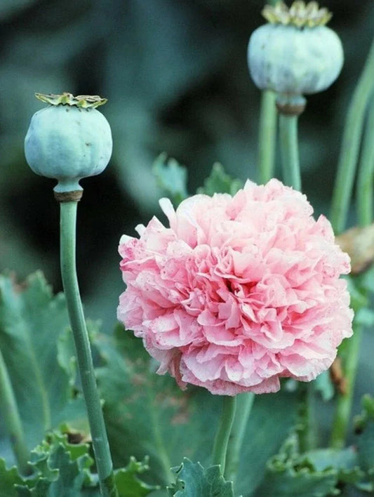 Peony Poppy Seeds 100+ Heirloom Frosted Elegance Papaver paeoniflorum RARE Fresh Seeds with Instructions
