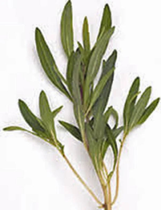 Summer Savory Herb Seeds - Heirloom Non-GMO Spice - 100+ Seeds for Garden Planting - Satureja hortensis