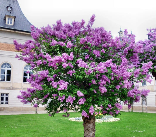 Persian Lilac Seeds | 30 Count | Fast Growing Sacred Tree | Melia azedarach | Free US Shipping