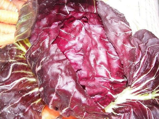 Radicchio Seeds - Palla Rosa - Non-GMO Heirloom Variety - Cichorium intybus - Tracking Included