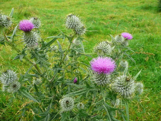 Spear Thistle Seeds - 200+ Pack for Garden Planting - Cirsium vulgare - USA