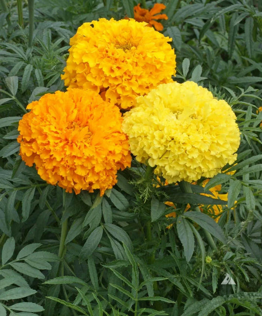 African Marigold Seeds - Crackerjack Mix - Heirloom Non-GMO - 250 Seeds - Dia de los Muertos Variety