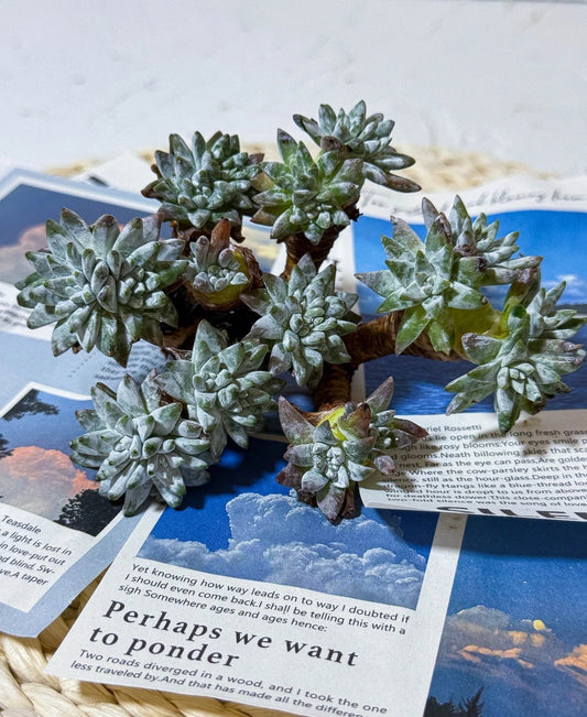 Dudleya gnoma Succulent Plant - 3" Green Live Plant - Imported S.W. McCabe Variety