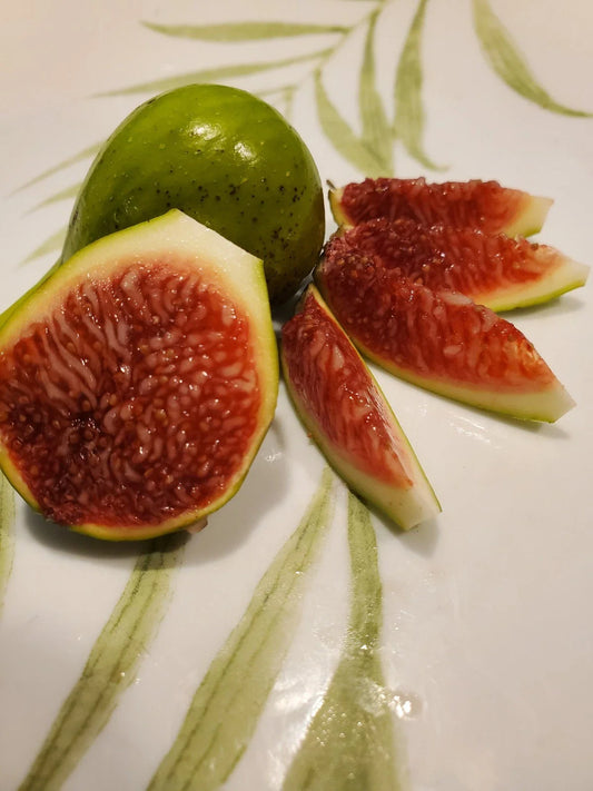 White Madeira Fig Cutting 10 Inches - Ficus carica - Summer Propagation Plant