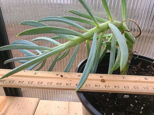 Large Blue Chalk Sticks Plant - Senecio Mandraliscae - Rooted Rare Succulent in Pot