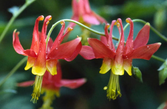 Eastern Red Columbine Seeds - Aquilegia Canadensis - 50+ Seeds, Native Wildflower, Free Shipping