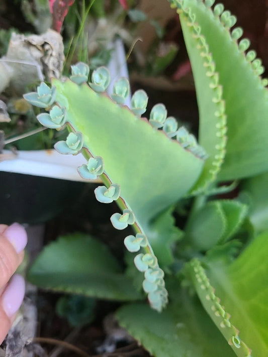 Mother of Thousands Seeds - 15 Pack - Kalanchoe daigremontiana - Mexican Hat Plant Succulent