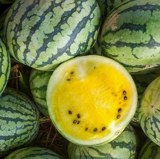 Yellow Crimson Watermelon Seeds - 15+ Melons, Average Weight 10 lbs, Citrullus lanatus, Free Shipping