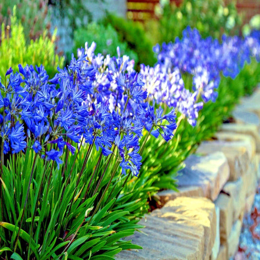 Dwarf Blue Lily of The Nile Seeds - 25 Agapanthus "Peter Pan" Flower Seeds for Home Gardening
