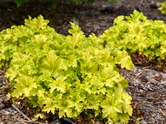 Dolce Apple Twist Coral Bells - Bare Root Plant - Heuchera sanguinea - White Flowers - Deer Resistant - Attracts Butterflies & Hummingbirds
