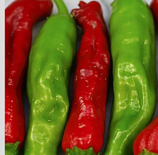 Shishito Pepper Seeds 20+ Pack Asian Hot Vegetable Capsicum Annuum