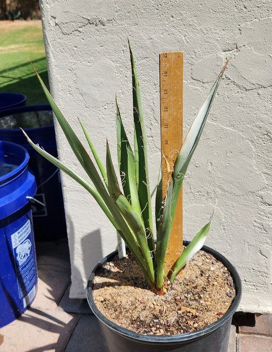 Yucca Plant - Live Rooted Faxon Yucca - Black Gap Texas - Yucca faxoniana