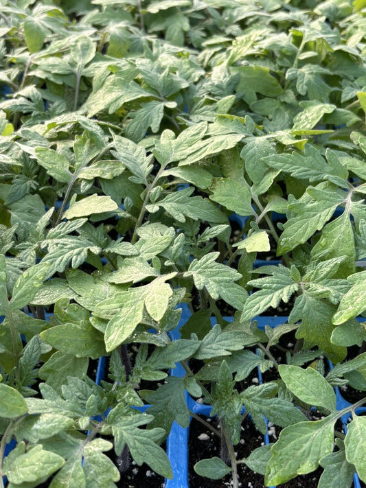 BIG BEEF TOMATO LIVE PLANTS - Lot of 2, 6-10 Inches, Heirloom Variety, Solanum lycopersicum