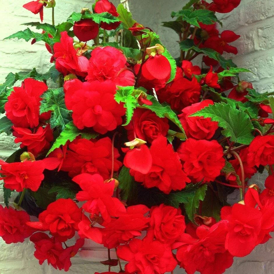 Begonia Seeds - 1000 Seeds - Glory Hot Tip Red - Begonia x tuberhybrida