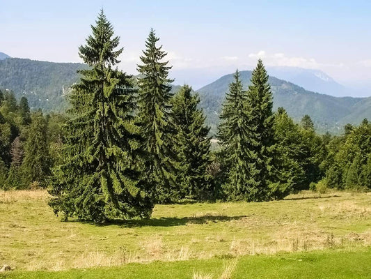 Norway Spruce Tree Seeds - 50 Seeds - Beautiful Evergreen - Picea Abies