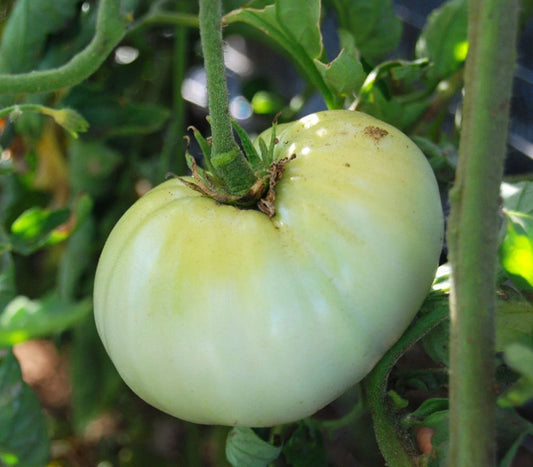 White Wonder Beefsteak Tomato Seeds - 50 Ct - Heirloom Non-GMO - Solanum lycopersicum